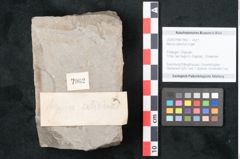 Foto (Objekt + Etikett) von Myrica saliicina Unger (NHMW-GEO-2024-0188-7962)